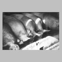 078-0046 Die Schweine des Gutes beim Fressen.jpg